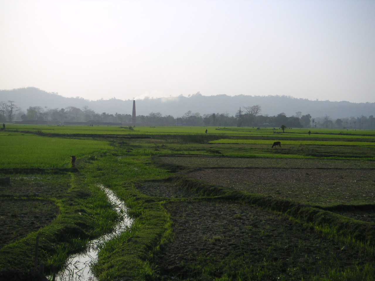Misty paddy fields in Tripura, temporary gallery photograph