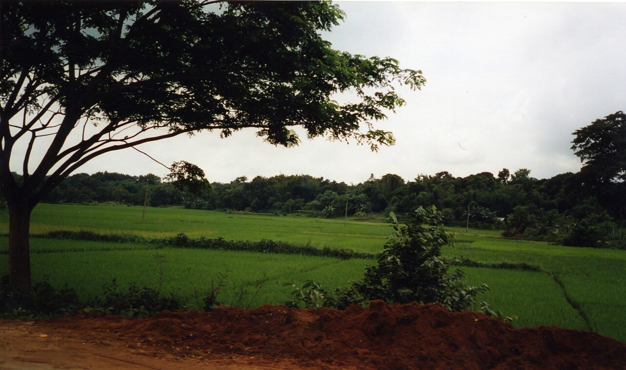 Open paddy land and trees in rural Tripura