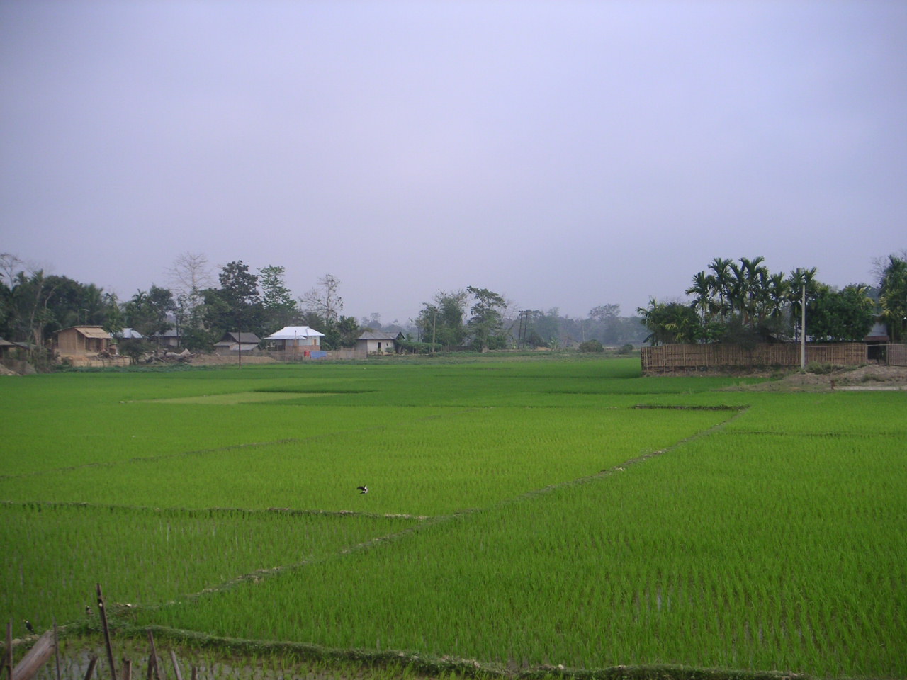 Village houses beyond a green paddy field in Tripura