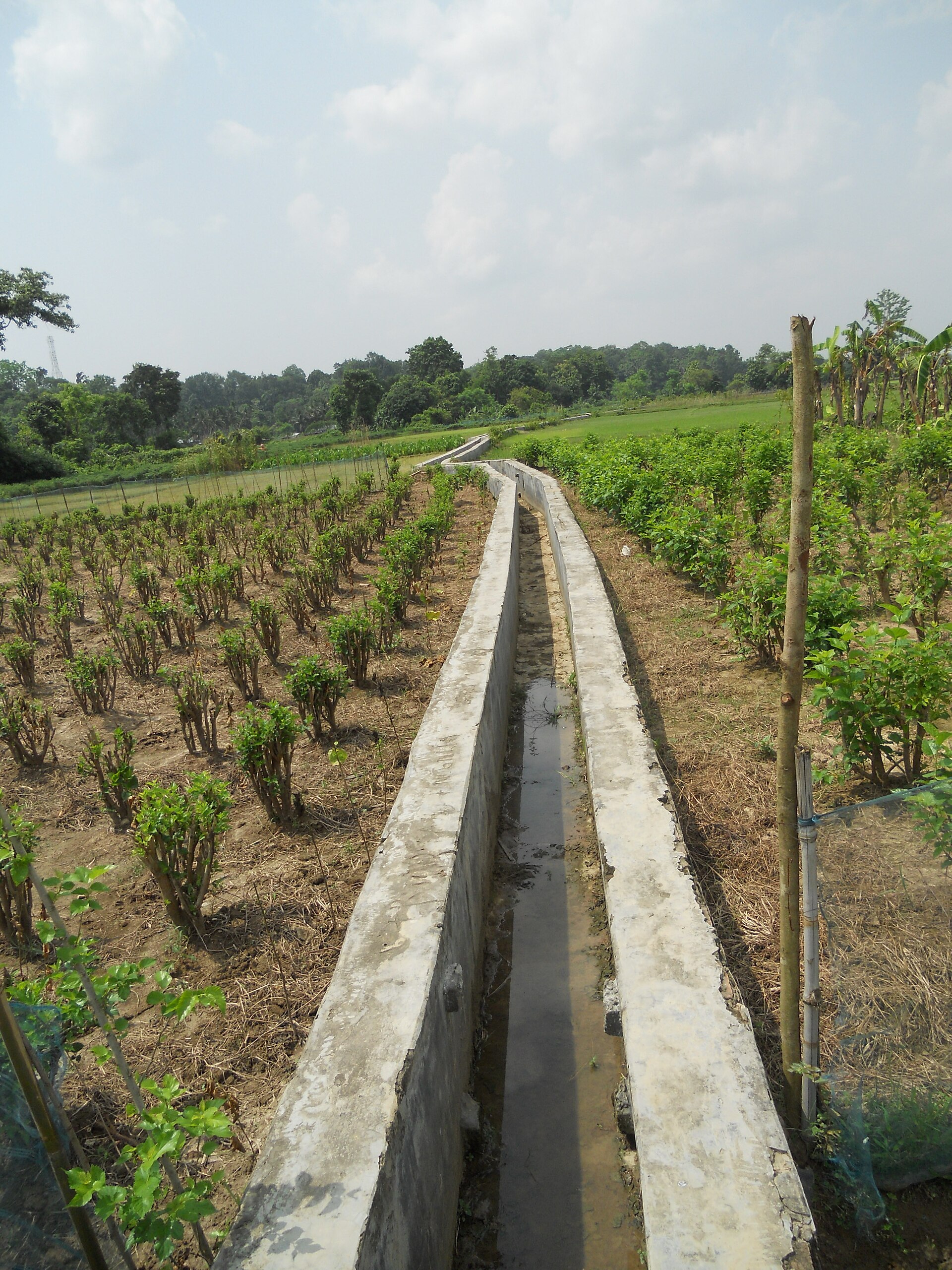 Irrigation channel through a plantation in Ambassa, Dhalai, Tripura