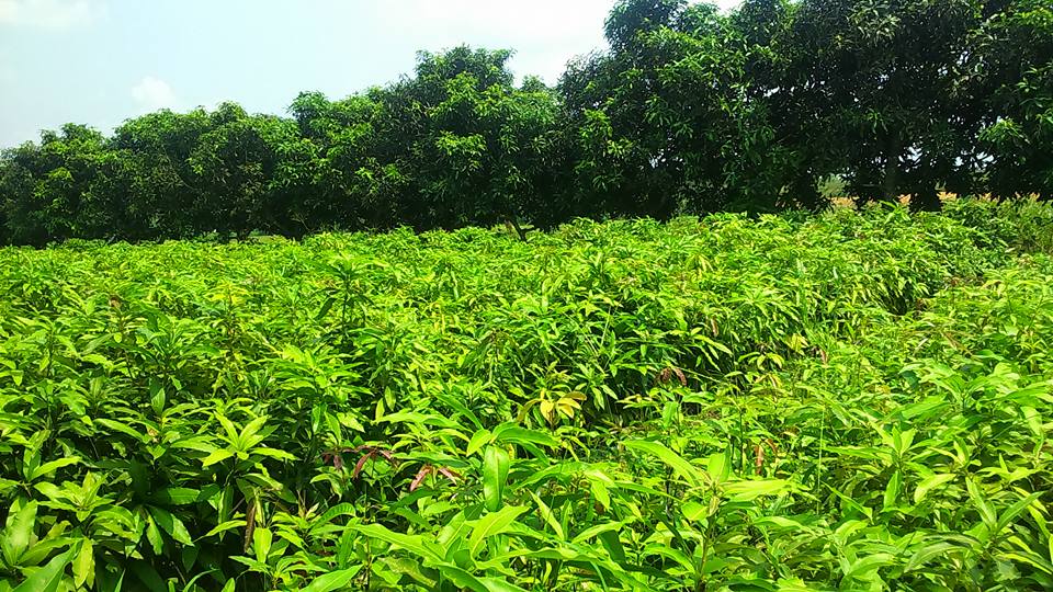 Agricultural landscape of Tripura near Ambassa PACS, the Primary Agricultural Credit Society in Ambassa